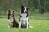 BORDER COLLIE 967